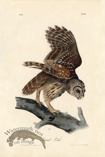 Barred Owl